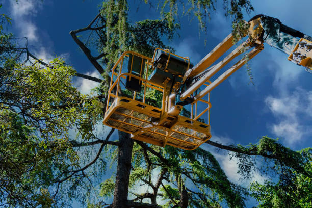 Why Choose Our Tree Removal Services in White Salmon, WA?